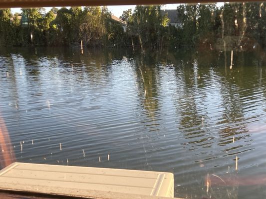 Chestnut Hill by null