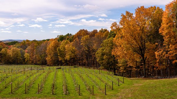 Milea Estate Vineyard by null