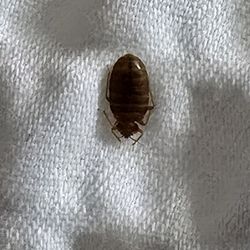 Live bedbug