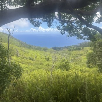 Waihee Ridge Trail - Views between the trees - Hiking Near Me - Wailuku, Hawaii Waihee Ridge Trail - Views between the trees - Hiking Near Me - Wailuku, Hawaii