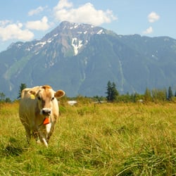 The Farm House Natural Cheeses - Happy Farm House cows make good cheese!