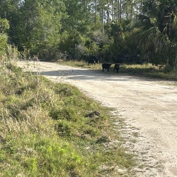 Babcock Ranch Eco Tours - Wild pigs - Tours Near Me - Punta Gorda, Florida
