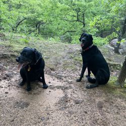 Oaklake Trails Naturist Park - Dogs enjoying the canyon!