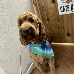 The Snooty Poodle