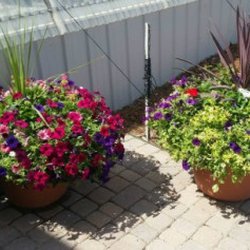 Galles Greenhouse