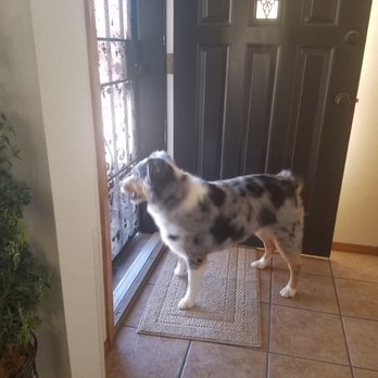 pup n suds mobile grooming