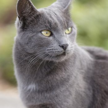 Yorkville Cellars - Slate the mouser looking regal! - Wineries Near Me - Yorkville, California