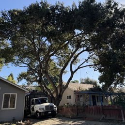 Elegant Tree Care