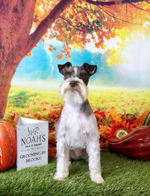 Noah's Bed and Biscuit