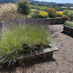 You can take a short walk up a hill and enjoy this beautiful garden with flowers, fruits, and vegetables.
