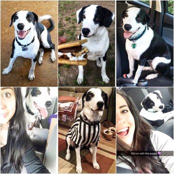 Ben-Jee Kennels - Pet Training Near Me - Telford, Pennsylvania
