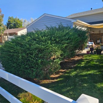 JCB Landscaping - Before trimming and shaping large bush. - Lawn Services Near Me