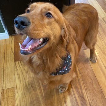 Muddy Paws Dog Grooming - Pet Stores Near Me - Everett, Washington