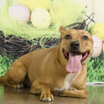 Hollywood Feed - Who said treats? Thanks Rescued Ohio for this image! - Pet Stores Near Me - Worthington, Ohio Hollywood Feed - Who said treats? Thanks Rescued Ohio for this image! - Pet Stores Near Me - Worthington, Ohio