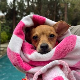 Canine Path - Cataleya after swimming - Pet Training Near Me - Henderson , Nevada