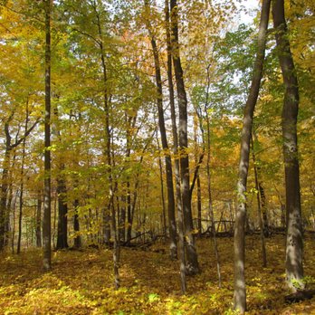 River Trail Nature Center - Autumn woods. - Parks Near Me - Northbrook, Illinois