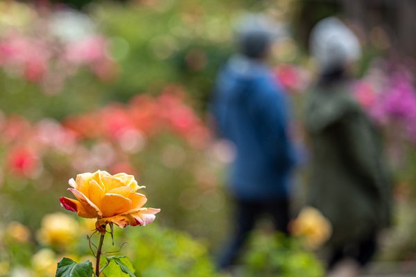 Berkeley Rose Garden by null