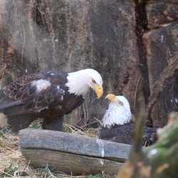 Memphis Zoo - Love the eagles!