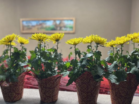 Trader Joe's by null