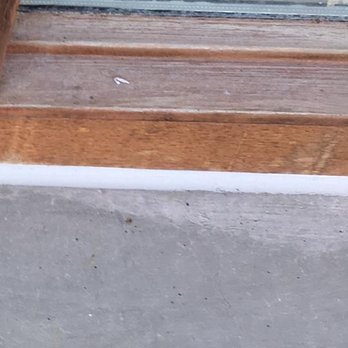 Pryor's Custom Caulking - a cat sitting on a window sill - Waterproofing Near Me Pryor's Custom Caulking - a cat sitting on a window sill - Waterproofing Near Me