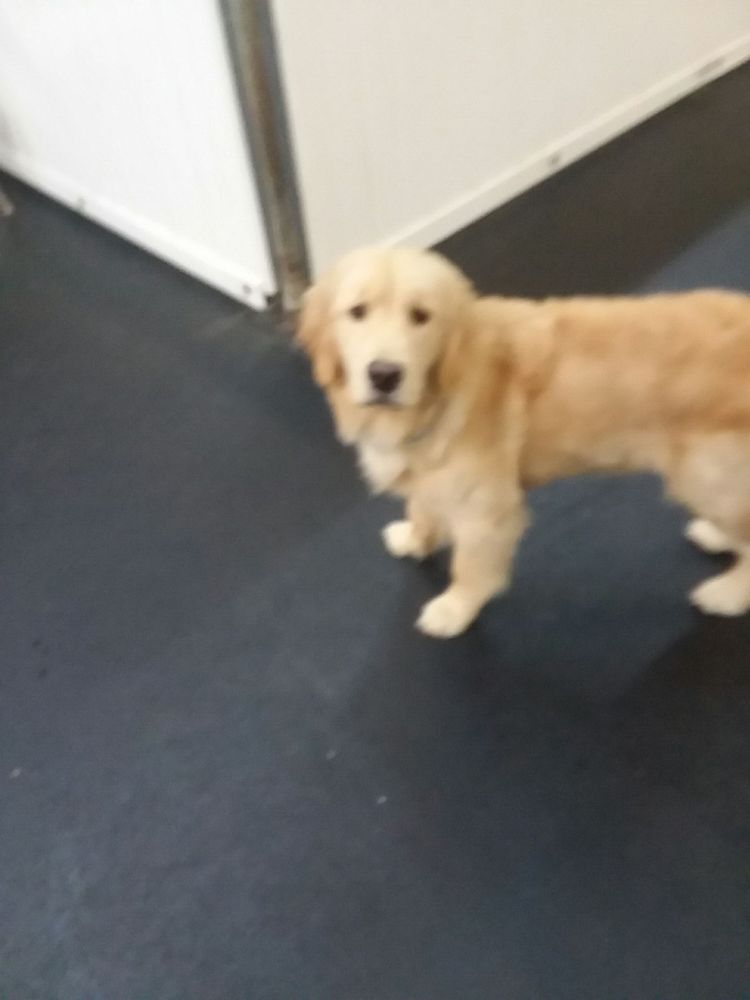 LUCKY DOG DAYCARE Updated September 2024 18 Photos & 28 Reviews