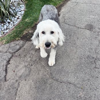 24 Hour Dog - Dog Walkers Near Me 24 Hour Dog - Dog Walkers Near Me
