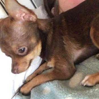 The Irish Raptor Research Centre - This is my father's dog he was stolen he's a chihuahua Male Brown and tan My family miss him terribly and would just love him home - Animal Shelters Near Me - Ballymote, SO The Irish Raptor Research Centre - This is my father's dog he was stolen he's a chihuahua Male Brown and tan My family miss him terribly and would just love him home - Animal Shelters Near Me - Ballymote, SO