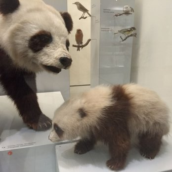 Zoologisches Museum - pandas - Museums Near Me - Zürich, ZH