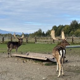 Elk Elk