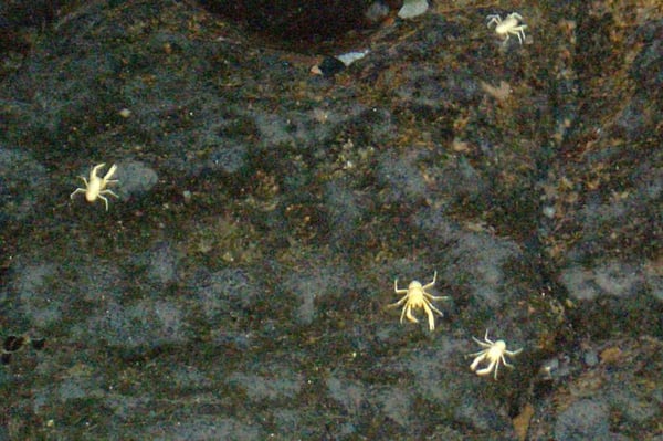 Jameos del Agua by null