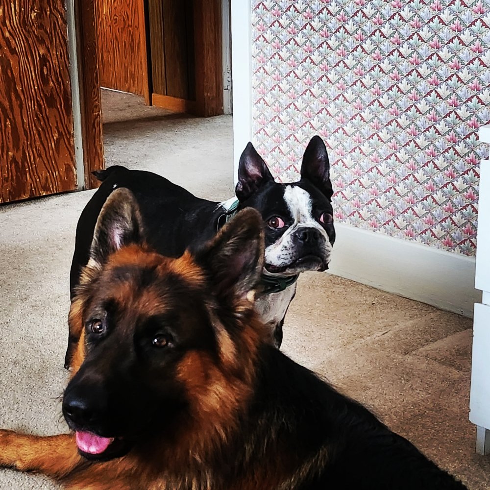 EUGENE DOG BOARDING AND TRAINING Updated August 2024 7339 5 Side