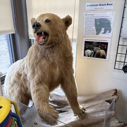 Lyman Woods - America Bear