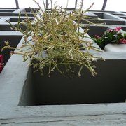 Foto zu Tropengewächshäuser des Botanischen Gartens - Hamburg, Deutschland