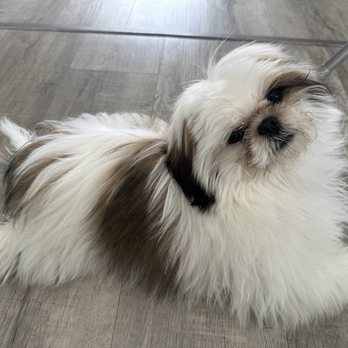 PetSmart - My puppy before grooming. - Pet Stores Near Me - Alhambra, California PetSmart - My puppy before grooming. - Pet Stores Near Me - Alhambra, California