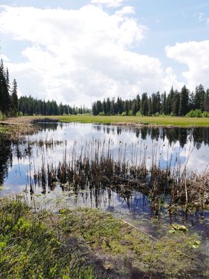 Ponderosa State Park by null