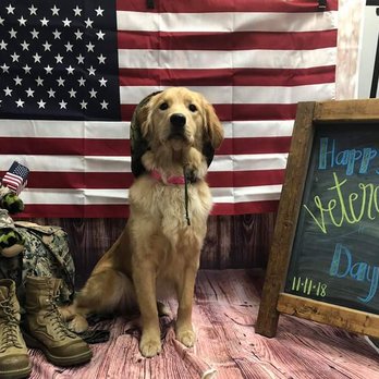 Dogtopia - Northville - Pet Boarding Near Me - Northville, Michigan