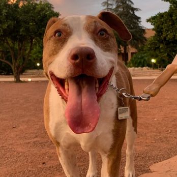 Active K9 Services - Pet Training Near Me