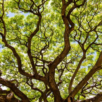 Kuroda Field - tree - Parks Near Me - Honolulu, Hawaii
