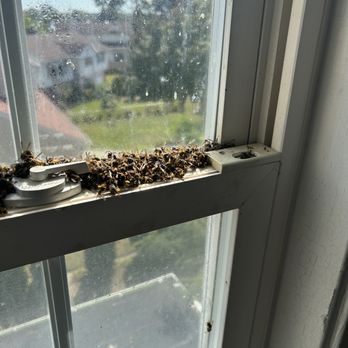 Best Pest Control - Pest Control Near Me Best Pest Control - Pest Control Near Me