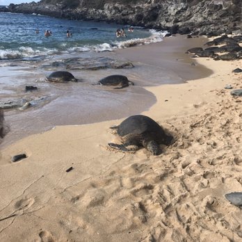 Hookipa Beach Park - Amazing see turtles... - Parks Near Me - Paia, Hawaii