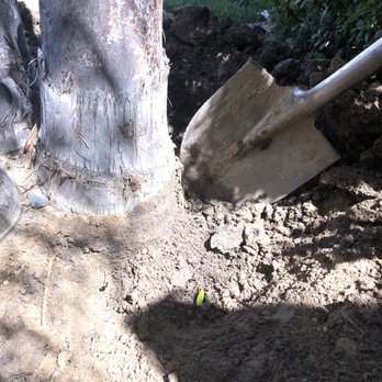 Louie's Nursery - Dug out to proper depth - Nurseries & Gardening Near Me - Menifee, California Louie's Nursery - Dug out to proper depth - Nurseries & Gardening Near Me - Menifee, California