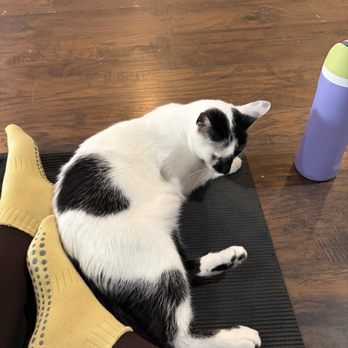 The Catio Cat Lounge - Pet Adoption Near Me - Nashville, Tennessee