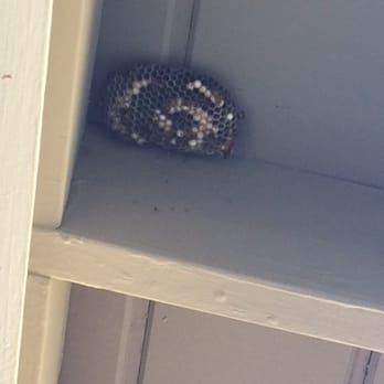 Smiling Bee - Pest Control Near Me
