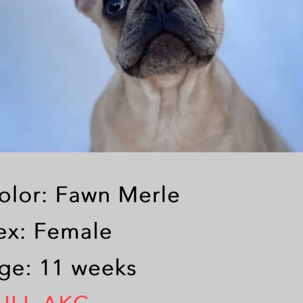 NorthCalFrenchies - Pet Breeders Near Me NorthCalFrenchies - Pet Breeders Near Me