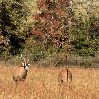 Georgia Safari Conservation Park - Zoos Near Me - Madison, Georgia