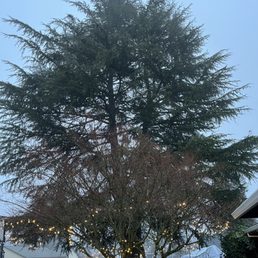 Our tree