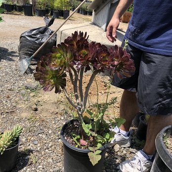 South Bay Roots Nursery - This big aeonium was so big, I had to have my husband stand in for scale. - Nurseries & Gardening Near Me - Pico Rivera, California