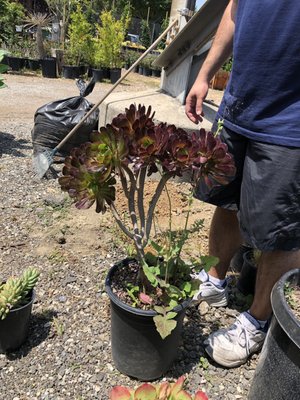 SOUTH BAY ROOTS NURSERY - 105 Photos & 17 Reviews - 9635 Whittier Blvd
