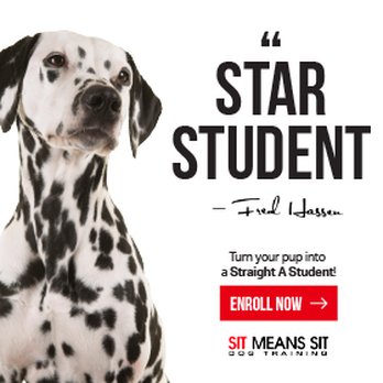Sit Means Sit - Star Students Any Dog Any Age Any Problem - Pet Training Near Me - Kingsville, Maryland Sit Means Sit - Star Students Any Dog Any Age Any Problem - Pet Training Near Me - Kingsville, Maryland