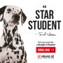Photo of Sit Means Sit Dog Training - Bel Air